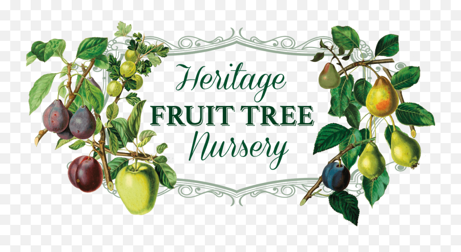Heritage Fruit Tree Nursery - Apple Trees Fruit Tree Png,Fruit Tree Png