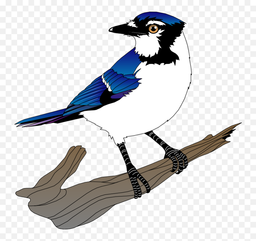 Free Vector Bird - Blue Jay Clipart Png,Blue Jay Png