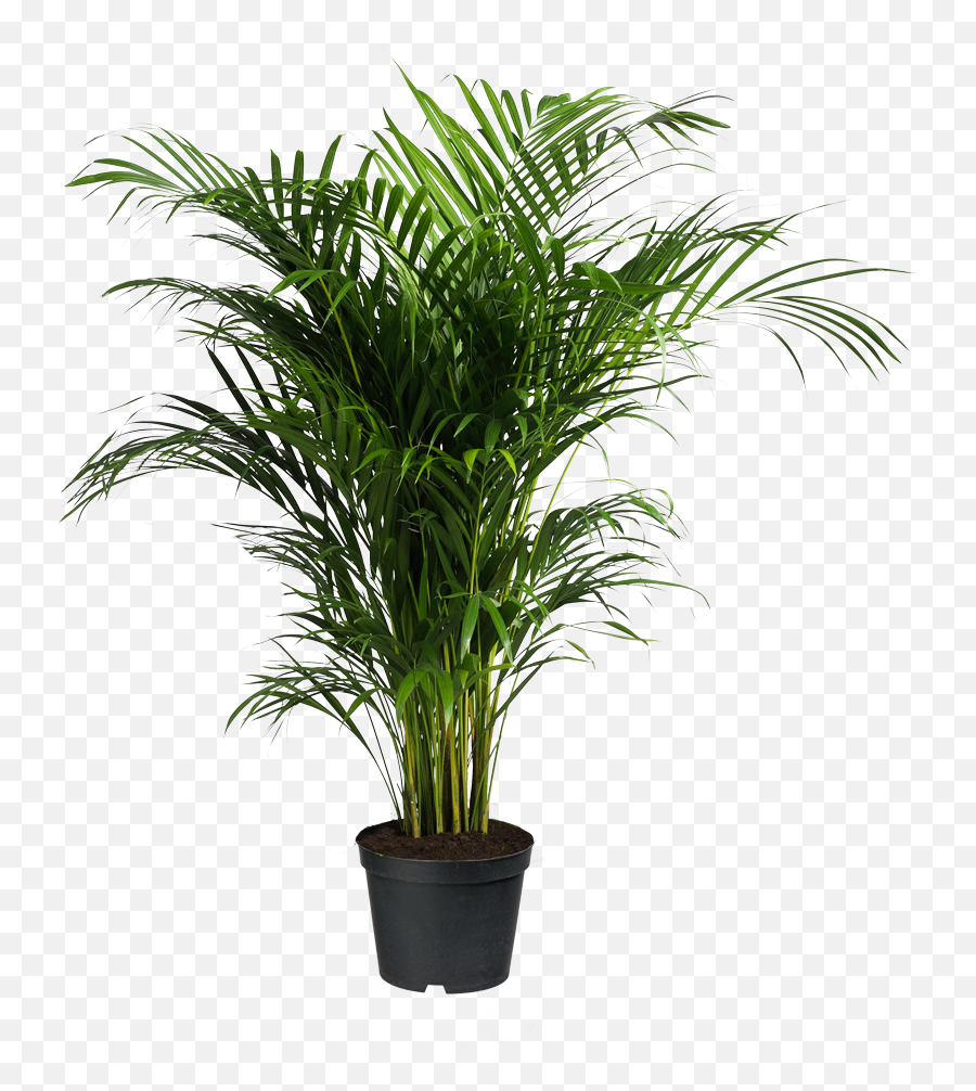 Howea Forsteriana Ravenea Areca Palm - Indoor Palm Trees Png,House Plant Png