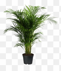 Howea Forsteriana Ravenea Areca Palm - Indoor Trees Png