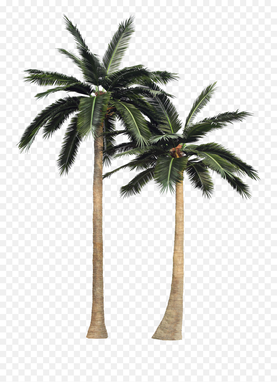 Palm Tree Transparent Background - Palm Trees Transparent Background Png,Palm Trees Transparent