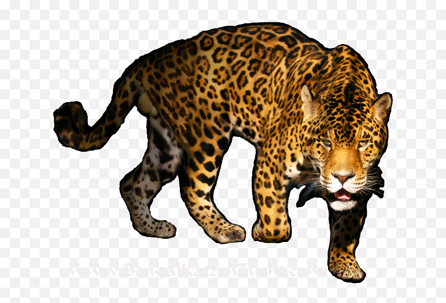 Leopard Png Transparent Image - Big Cat Black Background,Leopard Png Leopard Png Transparent Image - Big Cat Black Background,Leopard Png