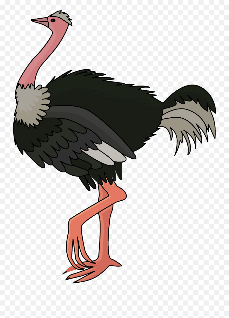 Clipart - Clipart Picture Of Ostrich Png,Ostrich Png