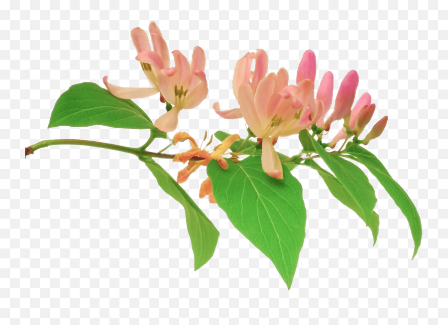 Pink Honeysuckle Branch Transparent Png - Transparent Honeysuckle Png,Honeysuckle Png