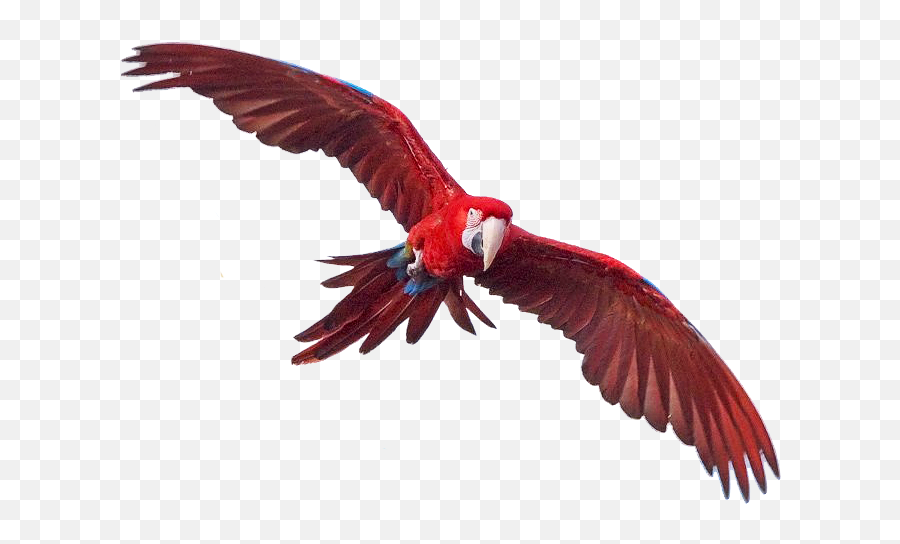 Macaw Png Transparent Images - Macaws Png,Macaw Png