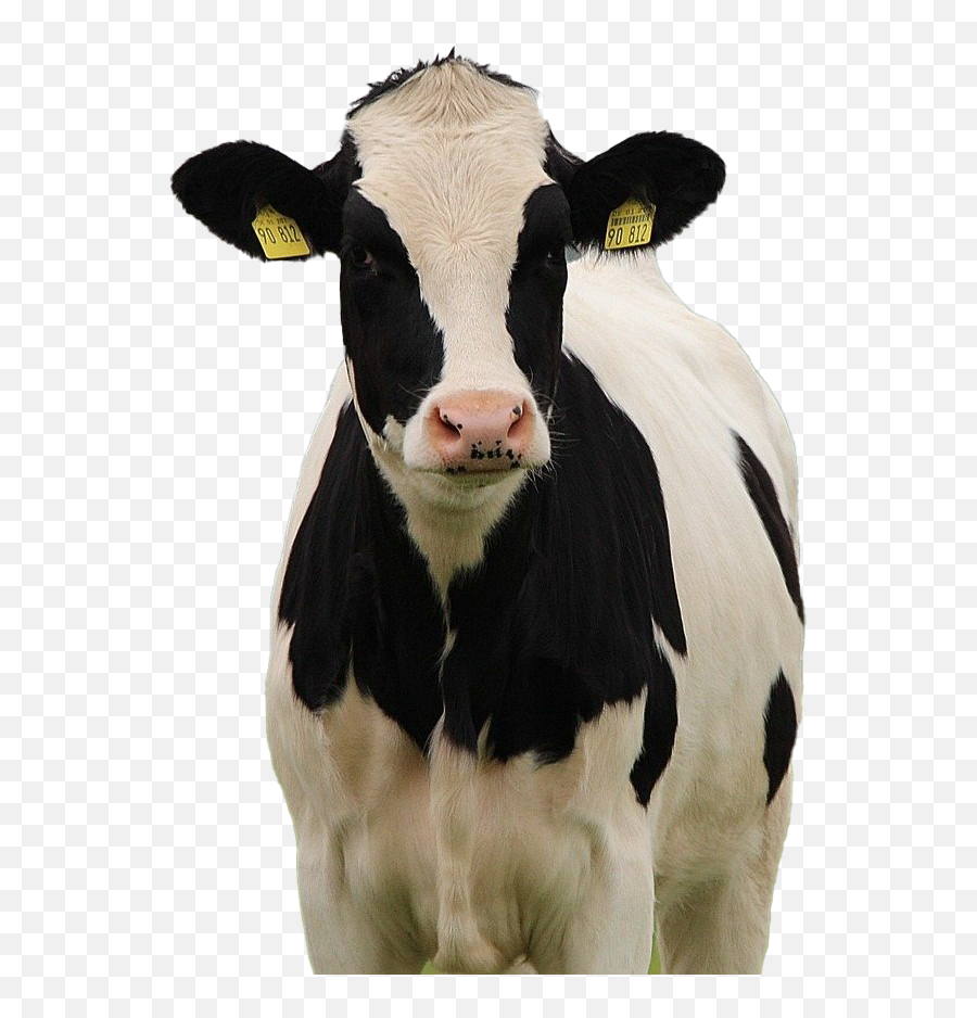 Cow Png File - Holstein Friesian Cow,Cattle Png