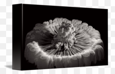 Smoke Ring - Poppy Png,Smoke Ring Png