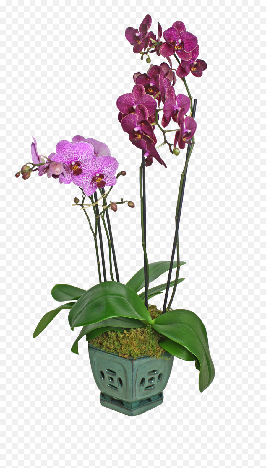 Colorful Orchid Display - Orchids Png,Orchids Png