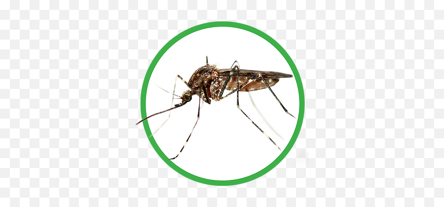 Pest Control Services - Mosquitoes Png,Mosquito Icon