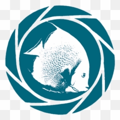 Manatee Crystal River Florida - Stephen Frink Fish Png,Manatee Icon