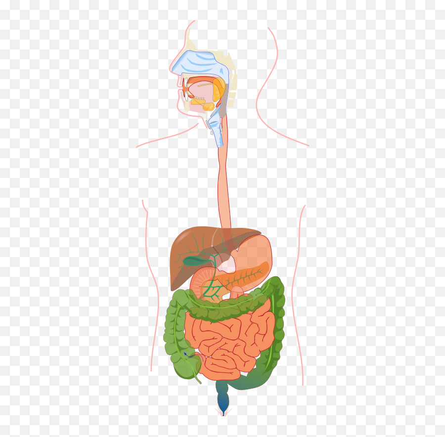 Pin Di Simple Digestive System No Labels - Digestive System Without Labelling Png,Digestive System Icon