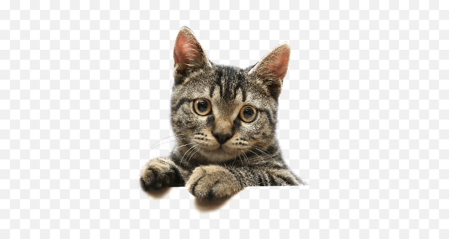 Cat Transparent Png Image - Cute Cat Transparent Background,Cat With Transparent Background