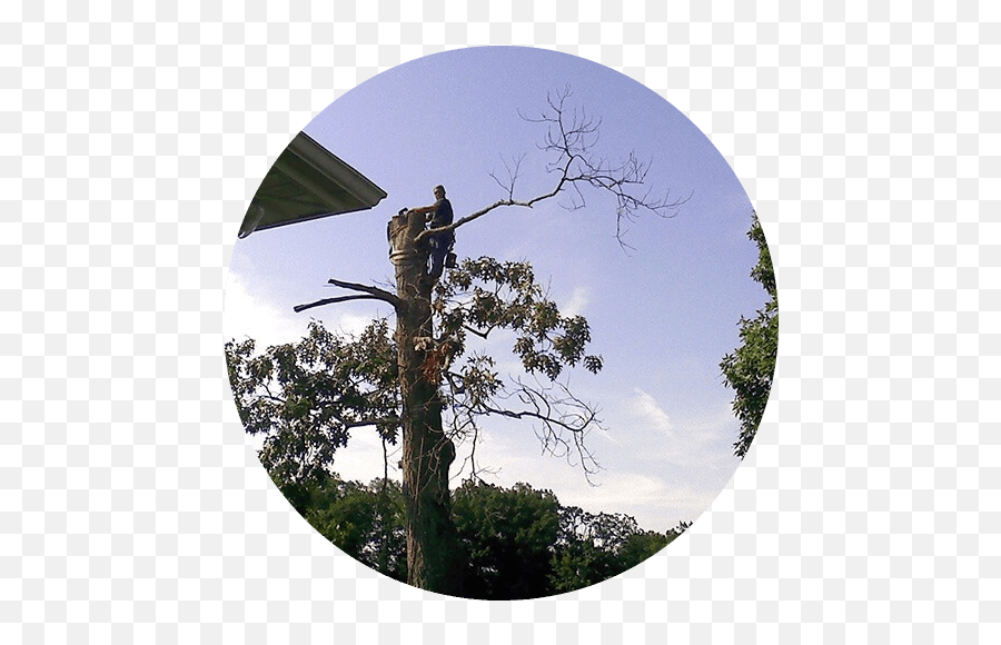 Dangerous Tree Removal Pruning Stump - Accipitriformes Png,Forrest Icon