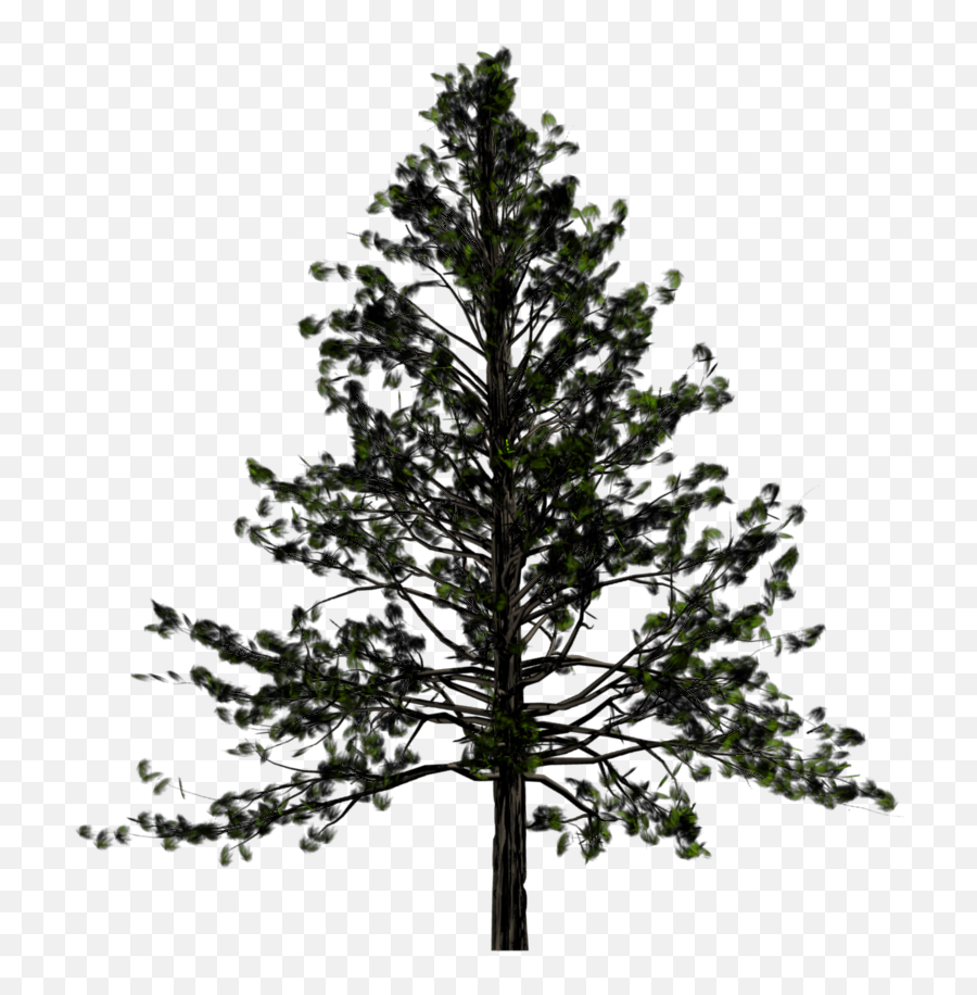 Fir Tree Png Black And White Transparent - Pine Tree Free Png,Black Tree Png