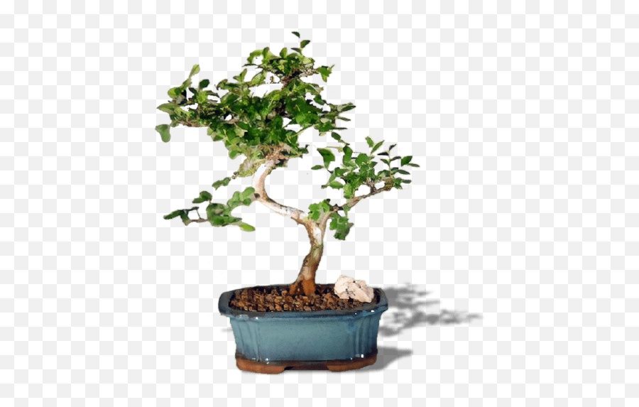 Attractive Chinese Elm Bonsai Tree - Chinese Elm Bonsai Trees Png,Bonsai Tree Png