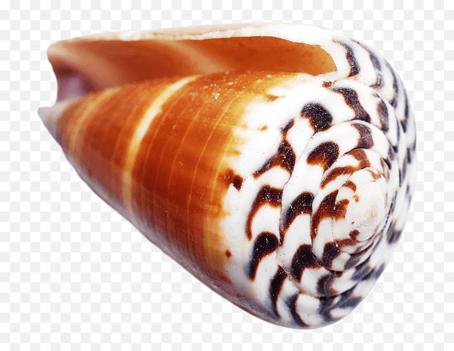 Ocean Sea Shell Png Images Transparent - Cone Shell No Background,Sea Shell Png