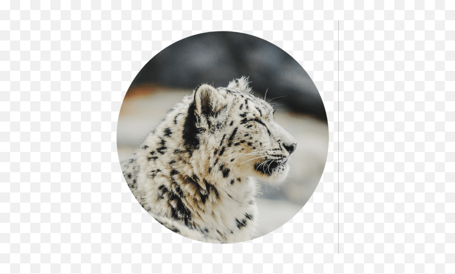Milhamj Github - Snow Leopard Wallpaper Aesthetic Png,Snow Leopard Icon