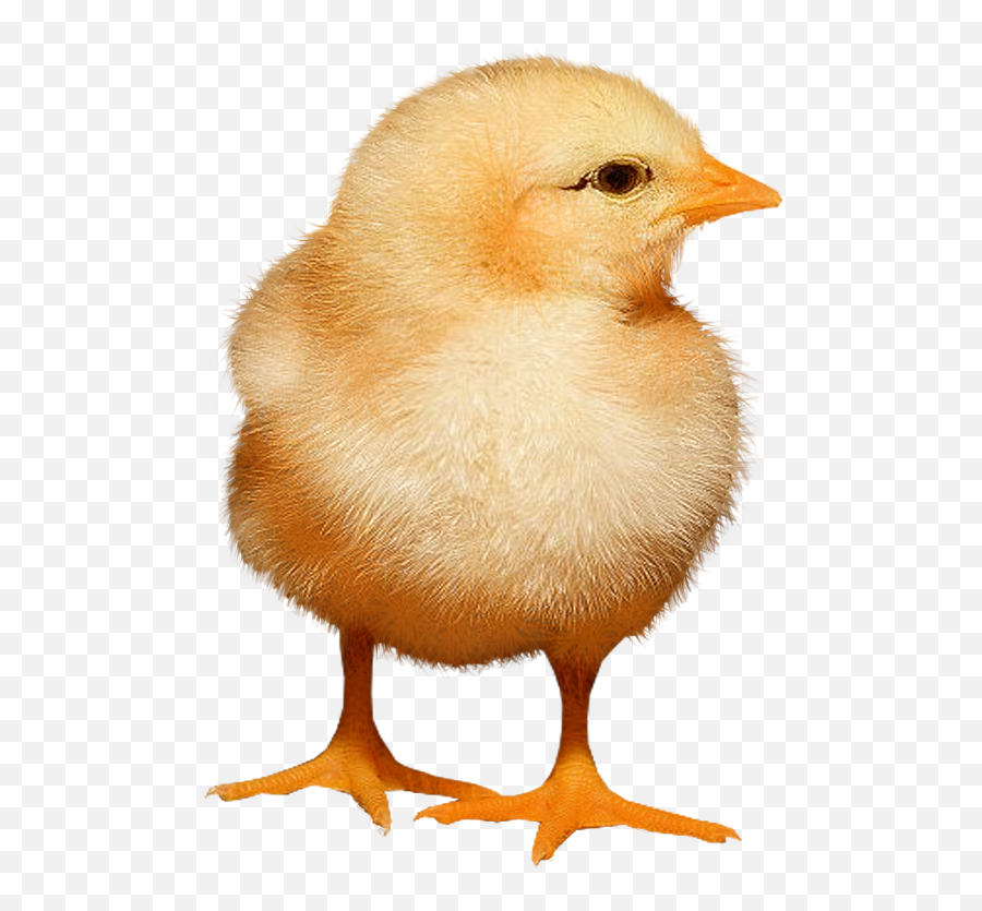 Baby Chickens Png Images - Chicken Background Real Baby,Baby Chicks Png