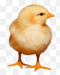 Baby Chickens Png Images - Background Real