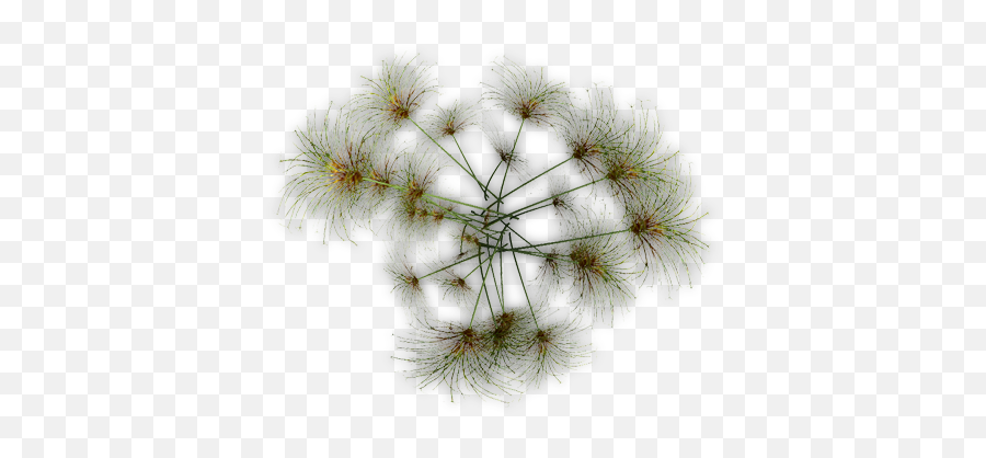 Index Of Mappingterrainplantstreespapyrus - Papyrus Plant Top View Png,Papyrus Png