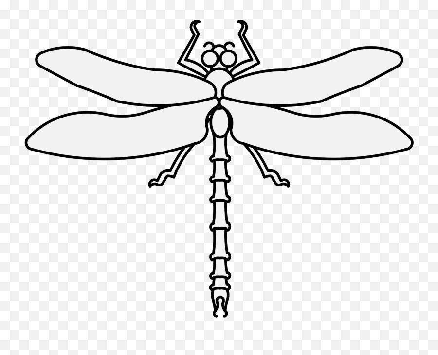 Download Hd Details Png - Dragonfly Transparent Png Image Dragonfly Pdf,Dragonfly Png