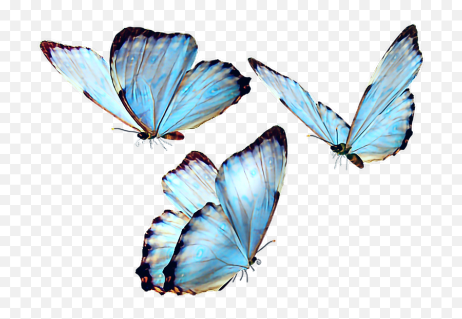 Butterfly Butterflies Butterflys Fly - Butterfly Png,Blue Butterfly Transparent Background