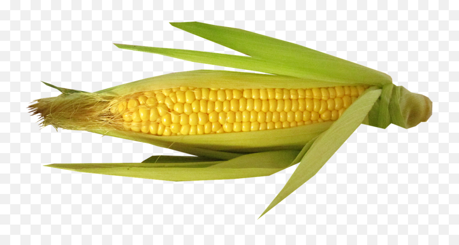 Download Hd Corn Vector - Corn With Husk Open Png,Corn Transparent