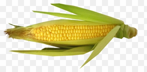 Download Hd Corn Vector - Corn With Husk Open Png,Corn Transparent