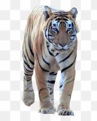 Tiger Walking Frontal Png Image For Free - Walking Lion Images Hd Png,Tiger Png