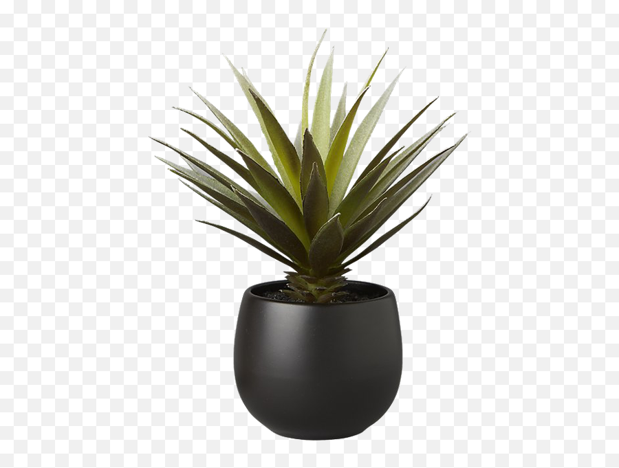 Faux Potted Succulent With Black Pot - Potted Succulent Png,Succulent Png