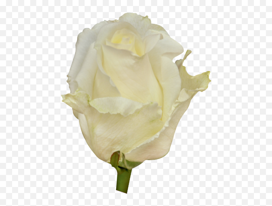 Roses White Chocolate - Garden Roses Png,White Roses Png