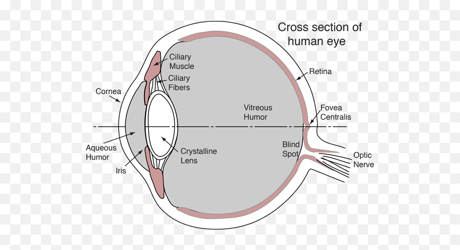 The Human Eye - Vitreous Vs Aqueous Humor Png,Human Eyes Png