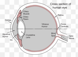 The Human Eye - Vitreous Vs Aqueous Humor png