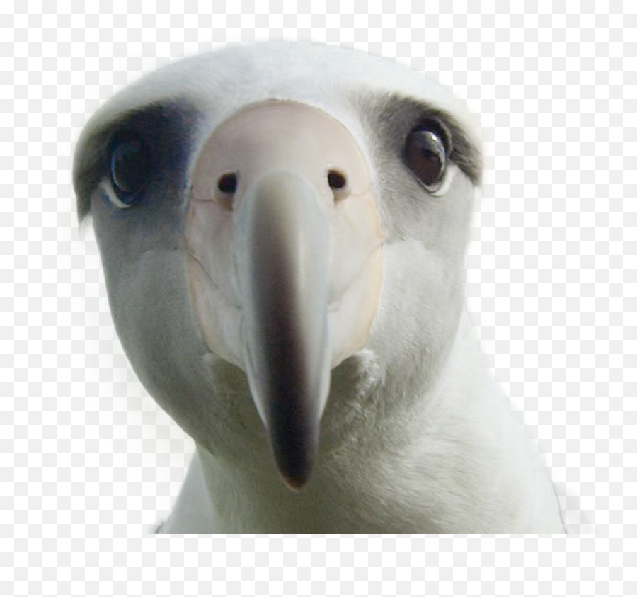 Puffin Png - Albatross Png Image Albatross Film 5266515 Albatrosses,Puffin Png