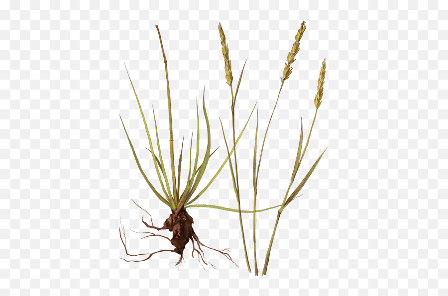 Prairie June Grass - June Grass Png,Prairie Grass Png