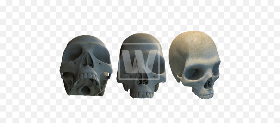 Three Different Skulls Png - Skull,Skulls Png