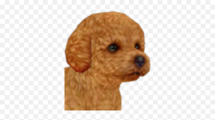 Toy Poodle - Toy Poodle Png,Poodle Png
