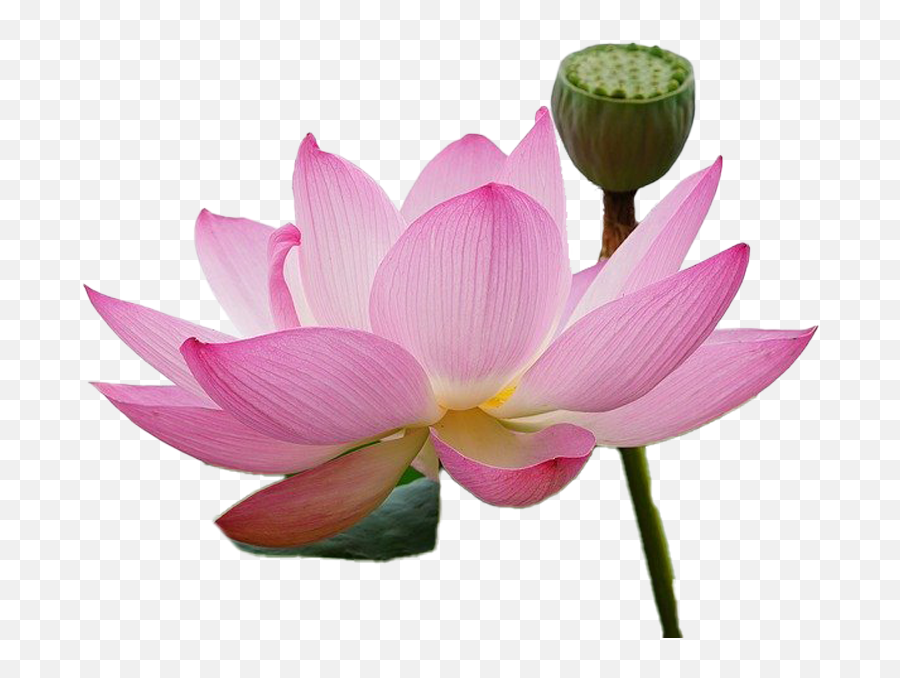 Transparent Png - Pixabay Lotus Flower,Lotus Transparent