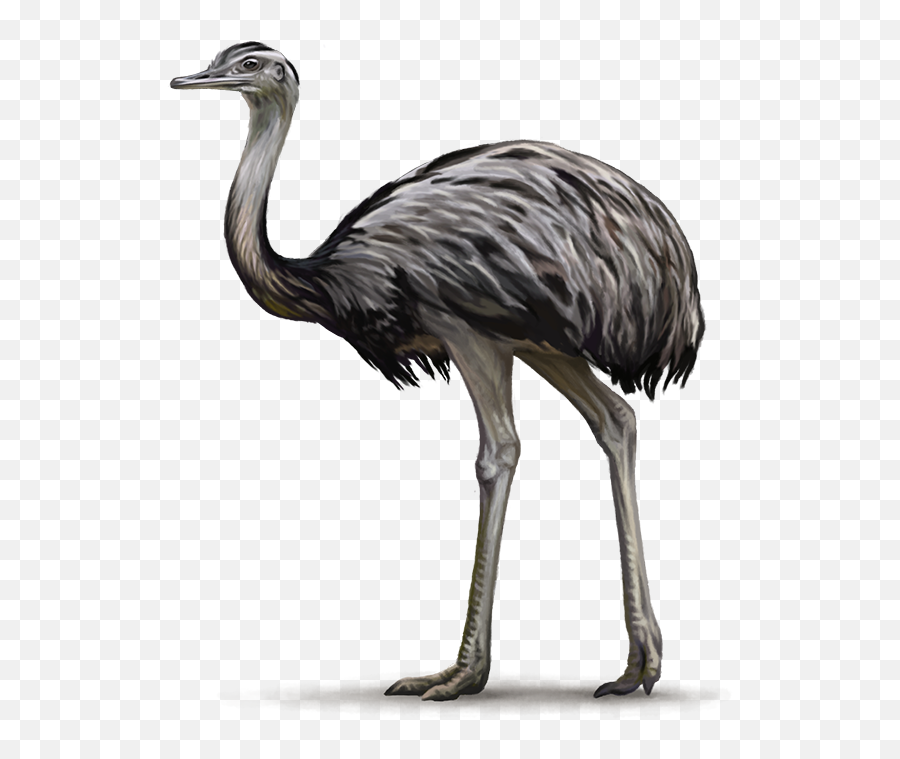 Emu Png Transparent Cartoon - Emu Oil In Transparent Background,Ostrich Png