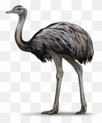 Emu Png Transparent Cartoon - Emu Oil In Transparent Background,Ostrich Png