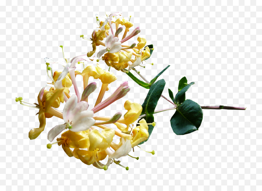 Honeysuckle Yellow Fragrant - Honeysuckle Png,Honeysuckle Png