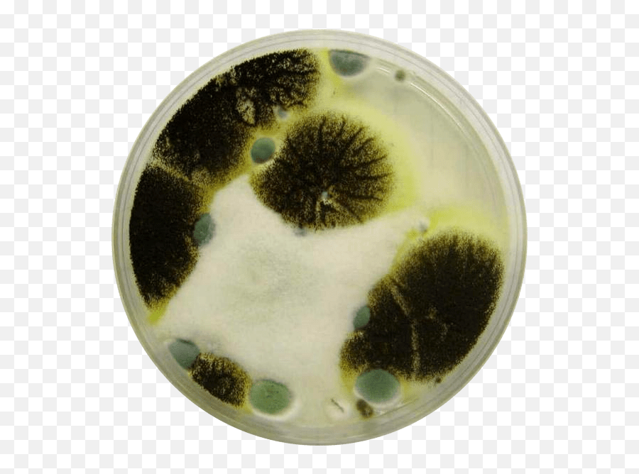 Download Mold Petri Dish - Full Size Png Image Pngkit Petri Dish With Mold,Dish Png