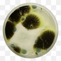 Download Mold Petri Dish - Full Size Png Image Pngkit Petri Dish With Mold,Dish Png