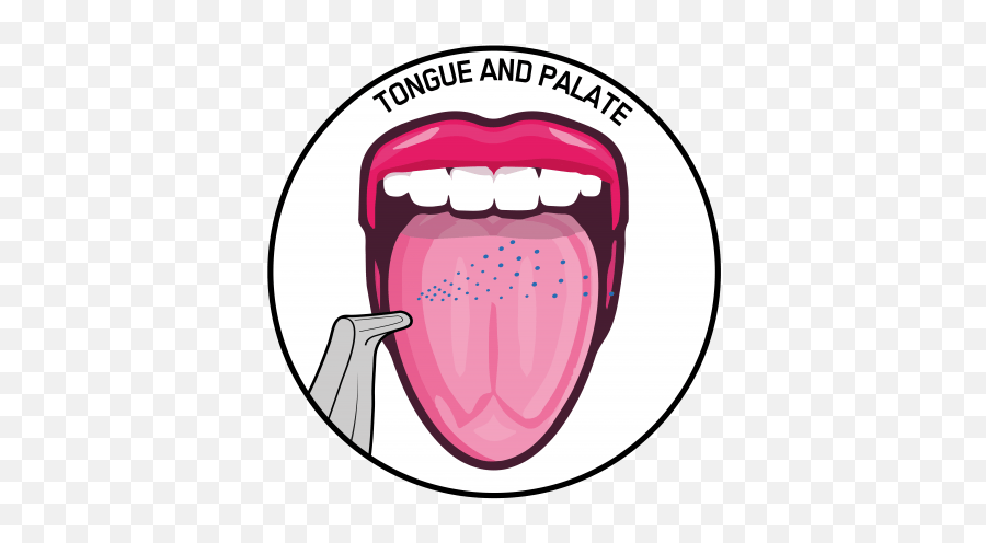 Scientific Evidence Tongue And Palate Ems Dental - Clip Art Png,Tongue Transparent