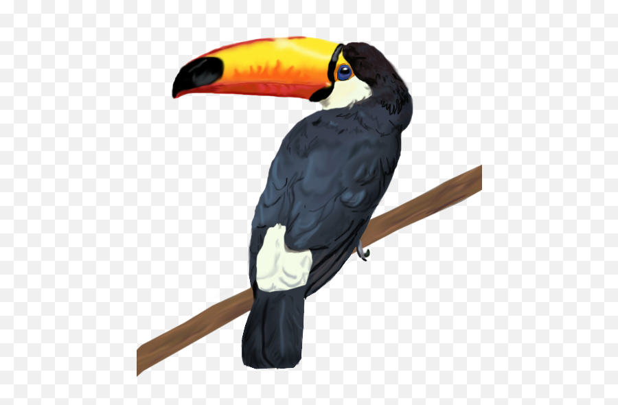 Full Size Png Image - Toucan Transparent Png,Toucan Png