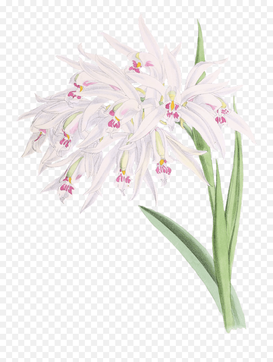 Download Orchids Drawing Transparent - Dibujo Orquideas Png,Orchids Png
