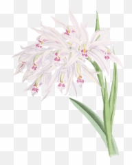 Download Orchids Drawing Transparent - Dibujo Orquideas Png,Orchids Png