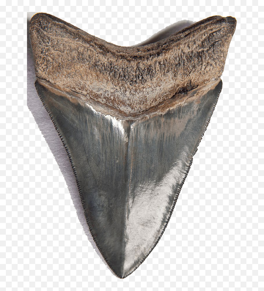 Shark Teeth Png Download Image - Shark Tooth Png,Shark Teeth Png