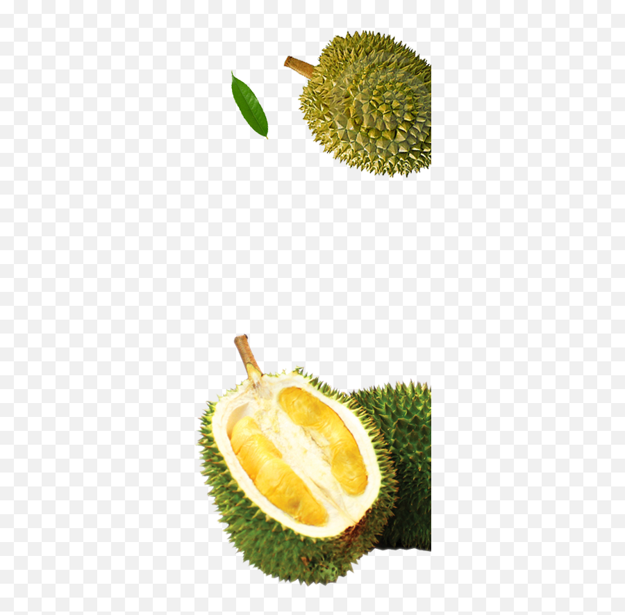 Download Malaysia Durian - Durian Full Size Png Image Pngkit Durian,Durian Png