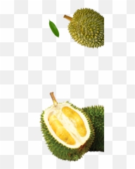Download Malaysia Durian - Durian Full Size Png Image Pngkit Durian,Durian Png
